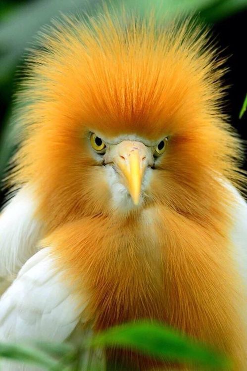 animals, birds (2)