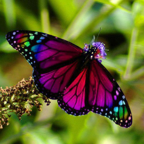 animals, butterflies