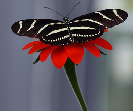 animals, butterfly 2