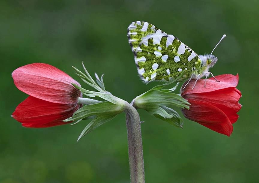 animals, butterfly