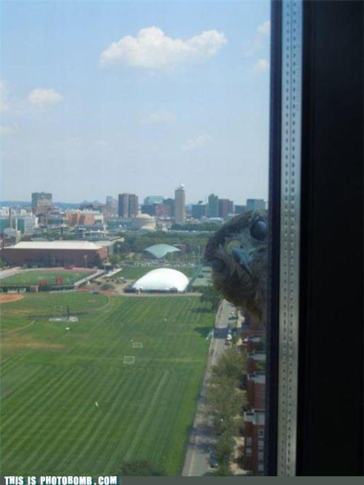 animals, hawk