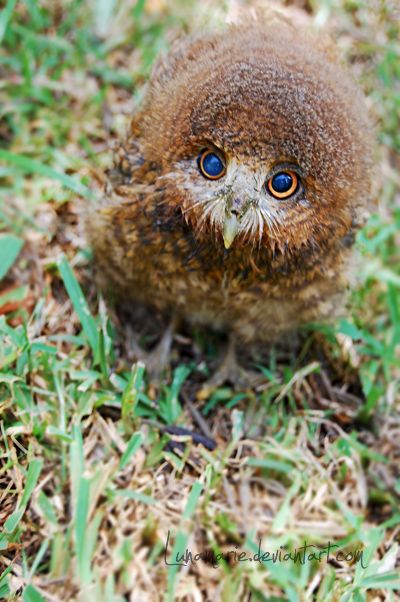 animals, owl, 2