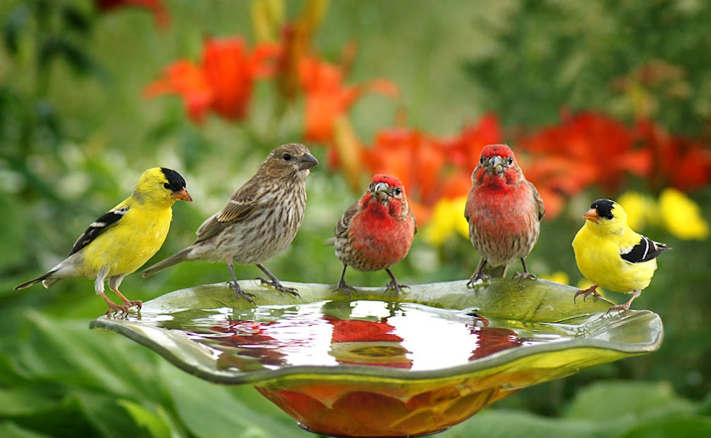 birds, 2