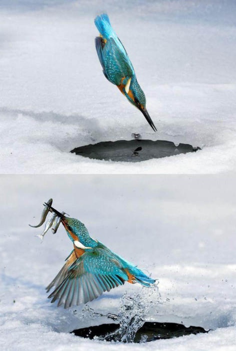 birds, amazing photographer