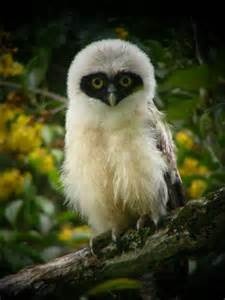birds, owl via pint