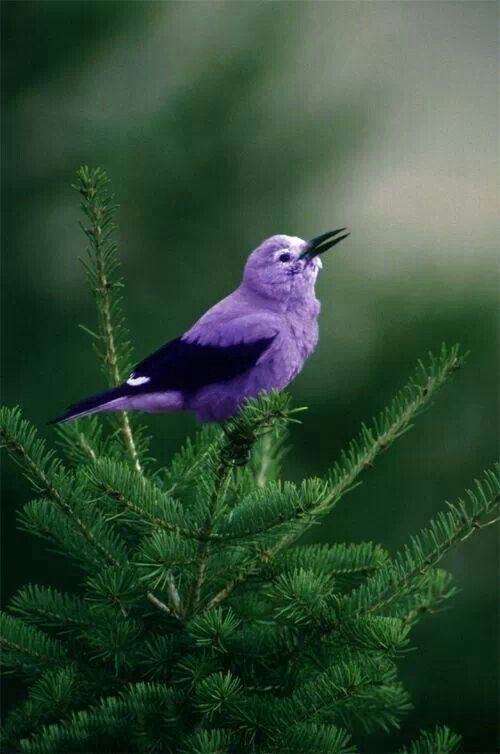 birds, purple