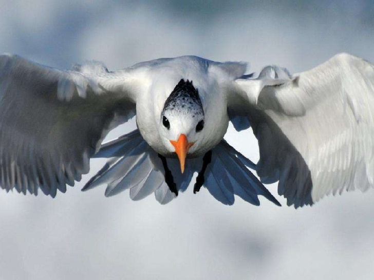 birds, via shira