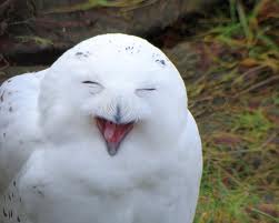 white owl 2