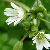 Chickweed