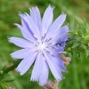 Chicory