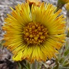 Coltsfoot