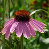 Echinacea