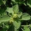 Horehound