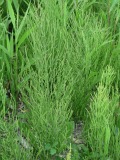 Horsetail