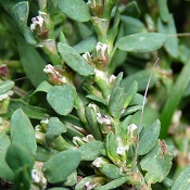 Knotgrass