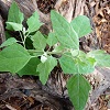 Lambs Quarters