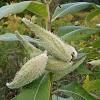 Milkweed