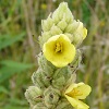 Mullein