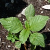 Pigweed