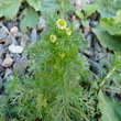 Pineapple Weed