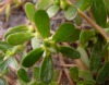 Purslane