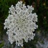 Queen Annes Lace