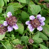 Self Heal