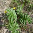 Silverweed