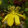 St Johns Wort