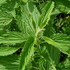 Stinging Nettle