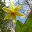 Trout Lily