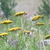 Yarrow