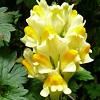 Yellow Toadflax