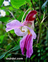 Impatiens psittacina, the Rare Thailand Parrot Flower