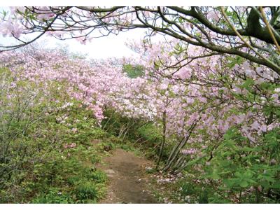 분홍빛 철쭉 절정… 경기 남양주 '축령산'(7)