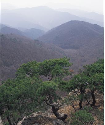 노송마저 넋 잃는 빼어난 암릉비경…강원 원주·충북 제천 감악산(91)