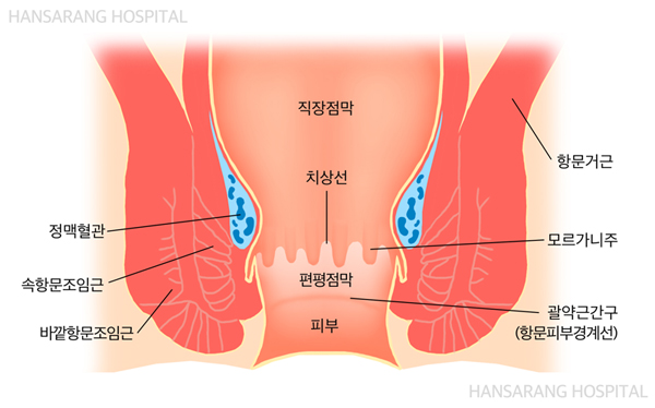 항문에 대한 이미지 검색결과