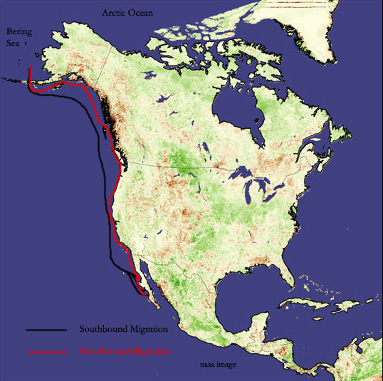 Gray whale migratory routes