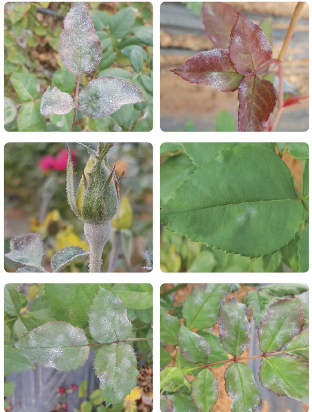 그림입니다.
원본 그림의 이름: CLP00002ccc0014.bmp
원본 그림의 크기: 가로 454pixel, 세로 599pixel