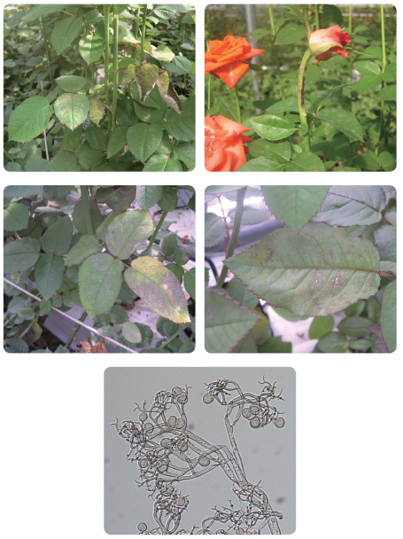 그림입니다.
원본 그림의 이름: CLP00002ccc0015.bmp
원본 그림의 크기: 가로 455pixel, 세로 608pixel