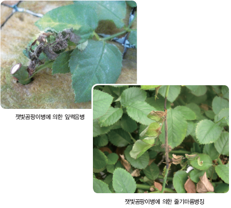 그림입니다.
원본 그림의 이름: CLP00002ccc0016.bmp
원본 그림의 크기: 가로 450pixel, 세로 405pixel