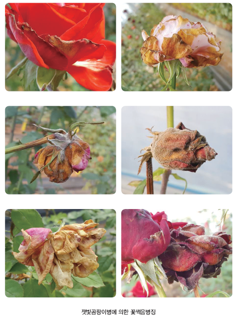 그림입니다.
원본 그림의 이름: CLP00002ccc0017.bmp
원본 그림의 크기: 가로 459pixel, 세로 627pixel