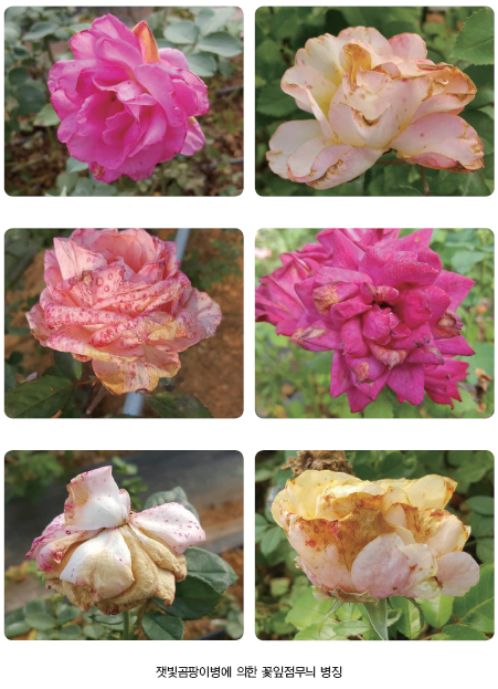 그림입니다.
원본 그림의 이름: CLP00002ccc0018.bmp
원본 그림의 크기: 가로 451pixel, 세로 623pixel