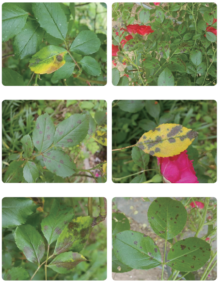 그림입니다.
원본 그림의 이름: CLP00002ccc001a.bmp
원본 그림의 크기: 가로 454pixel, 세로 590pixel