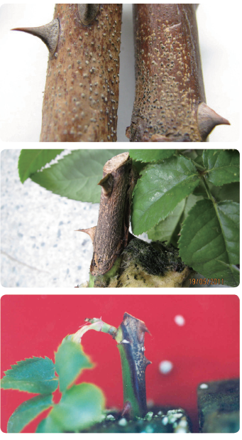 그림입니다.
원본 그림의 이름: CLP00002ccc001b.bmp
원본 그림의 크기: 가로 341pixel, 세로 619pixel