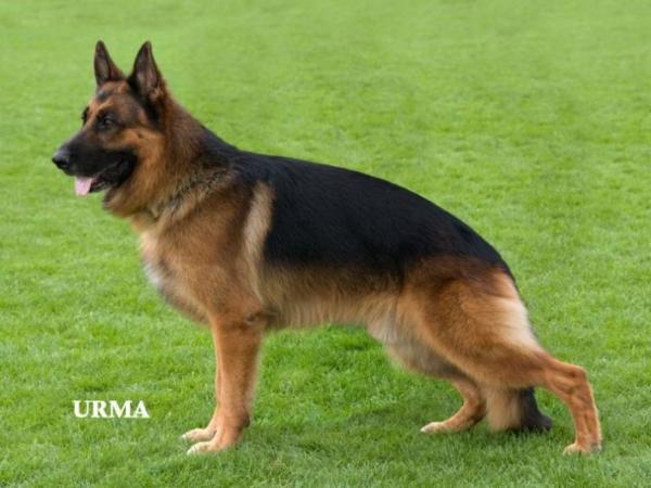 VA4(B) Hannibal vom Stieglerhof