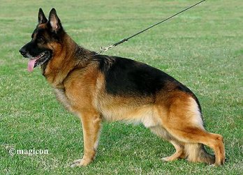 VA5 (I) Hero di Camporeale