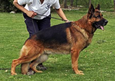 VA12 (I) Waiko di Casa Massarelli