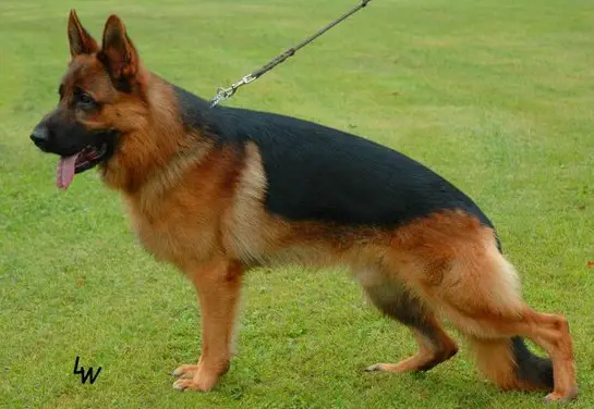 V Xandro vom Hause Monika