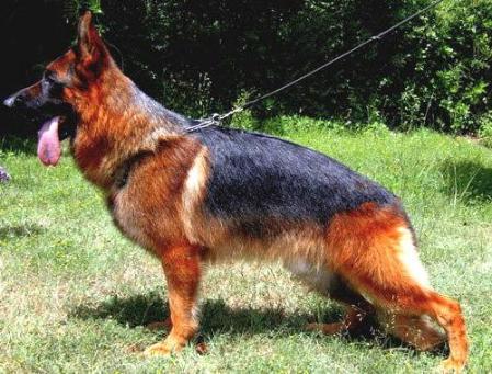 V(BSZS) Nero del Caiatino